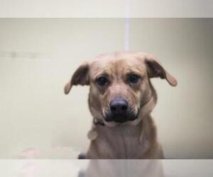 Small Black Mouth Cur-Labrador Retriever Mix