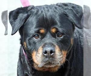 Rottweiler Dogs for adoption in Huntley, IL, USA