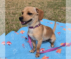 Chihuahua-Unknown Mix Dogs for adoption in Andover, MN, USA