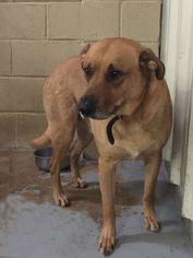 Labrador Retriever Dogs for adoption in Graniteville, SC, USA