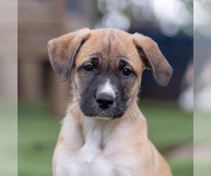 Labrador Retriever-Unknown Mix Dogs for adoption in San Diego, CA, USA