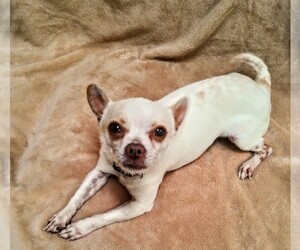 Chihuahua Dogs for adoption in Livonia, MI, USA
