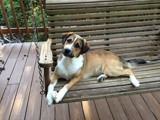 Collie-Labrador Retriever Mix Dogs for adoption in Fairfax, VA, USA
