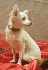 Chiranian Dogs for adoption in Modesto, CA, USA