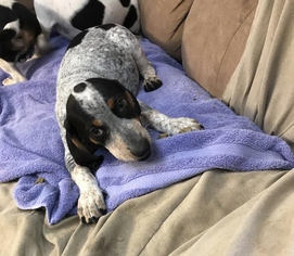 Medium Photo #1 Beagle-Bluetick Coonhound Mix Puppy For Sale in Mt. Laurel, NJ, USA