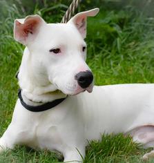 Medium Photo #1 Bull Terrier-Unknown Mix Puppy For Sale in Littleton, CO, USA