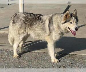 Alaskan Malamute Dogs for adoption in Hanford, CA, USA