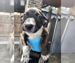 Mutt Dogs for adoption in San Antonio, TX, USA