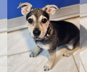 Siberian Husky-Unknown Mix Dogs for adoption in Walnutport, PA, USA