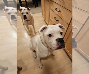 Boxer Dogs for adoption in Woodbury, MN, USA