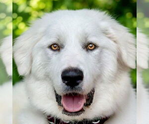 Great Pyrenees Dogs for adoption in Dallas, TX, USA