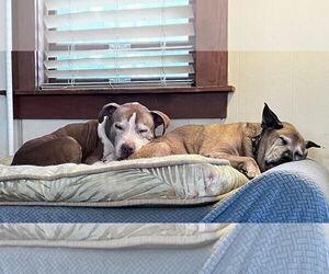 American Staffordshire Terrier-Unknown Mix Dogs for adoption in Monterey, VA, USA