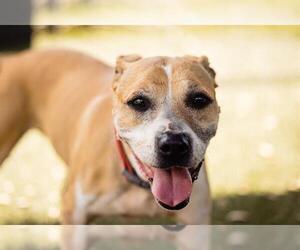 Boxador Dogs for adoption in Orlando, FL, USA