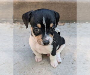 Chihuahua-Unknown Mix Dogs for adoption in Brooklyn Center, MN, USA