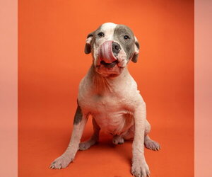 Mutt Dogs for adoption in Rowlett, TX, USA