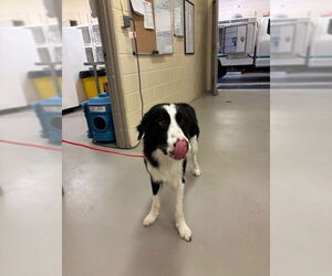 Border Collie-Unknown Mix Dogs for adoption in Sanford, FL, USA