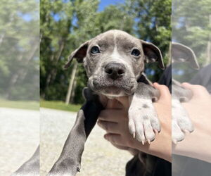 American Pit Bull Terrier-Unknown Mix Dogs for adoption in Holly Springs, NC, USA