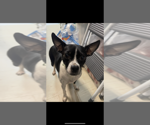 Chug Dogs for adoption in Aurora, IN, USA