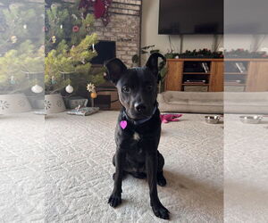 Labrador Retriever-Unknown Mix Dogs for adoption in Aurora, CO, USA