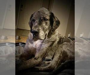 Great Dane Dogs for adoption in Tuscaloosa, AL, USA