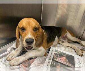 Beagle Dogs for adoption in Lake Forest, CA, USA