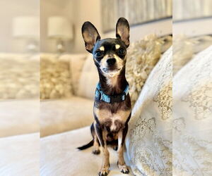 Chipin Dogs for adoption in oakland, FL, USA