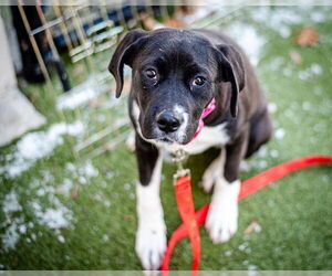 Labrador Retriever-Unknown Mix Dogs for adoption in Dedham, MA, USA