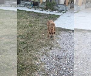 Mutt Dogs for adoption in Palmetto, FL, USA
