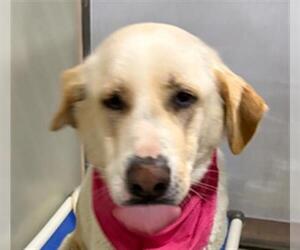 Labrador Retriever Dogs for adoption in Bakersfield, CA, USA