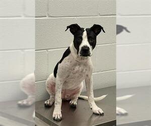 American Pit Bull Terrier-Unknown Mix Dogs for adoption in Corpus Christi, TX, USA