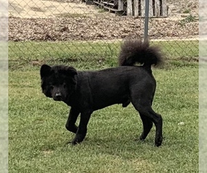 Border Collie-Chow Chow Mix Dogs for adoption in Lexington, SC, USA