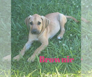 Black Mouth Cur-Unknown Mix Dogs for adoption in Monticello, MS, USA