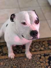 Staffordshire Bull Terrier Dogs for adoption in Lakewood, CO, USA