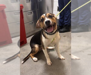Beagle-Unknown Mix Dogs for adoption in Forestville, MD, USA