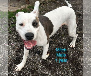 American Pit Bull Terrier-Unknown Mix Dogs for adoption in Corning, AR, USA