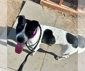 Mutt Dogs for adoption in Aurora, CO, USA