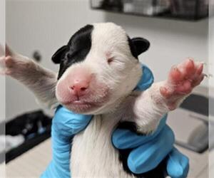 Mutt Dogs for adoption in Bakersfield, CA, USA