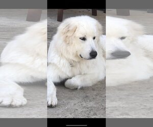 Great Pyrenees Dogs for adoption in San Antonio, TX, USA