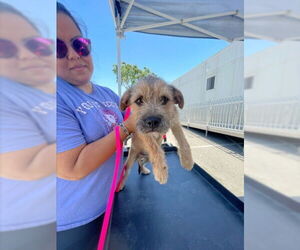 Mutt Dogs for adoption in San Bernardino, CA, USA
