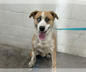 American Pit Bull Terrier-Unknown Mix Dogs for adoption in San Bernardino, CA, USA