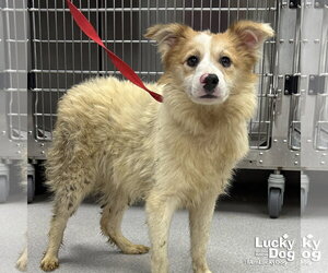 Mutt Dogs for adoption in Washington, DC, USA