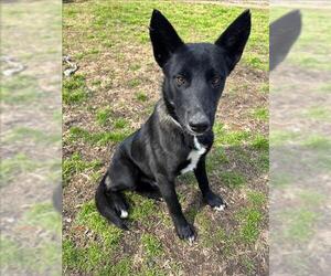 German Shepherd Dog-Unknown Mix Dogs for adoption in Conroe, TX, USA