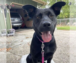 Labrador Retriever-Unknown Mix Dogs for adoption in Fargo, ND, USA