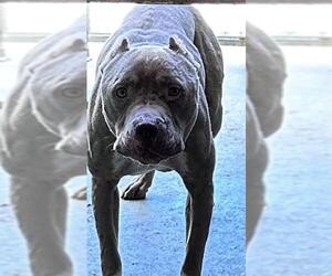 American Pit Bull Terrier-Unknown Mix Dogs for adoption in Downey, CA, USA
