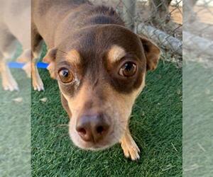 Chihuahua Dogs for adoption in Chula Vista, CA, USA