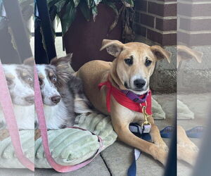 Boxer Dogs for adoption in Thomasville, NC, USA