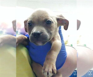 Mutt Dogs for adoption in Fayetteville, NC, USA