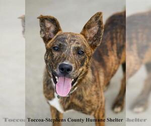 Mutt Dogs for adoption in Toccoa, GA, USA