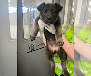 Huskies -Unknown Mix Dogs for adoption in Calgary, Alberta, Canada