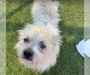 Mutt Dogs for adoption in Woodbury, NY, USA